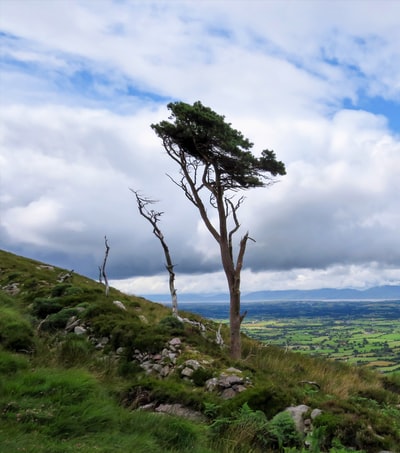 The green trees, green grass under the white clouds and blue sky, close to the water body
